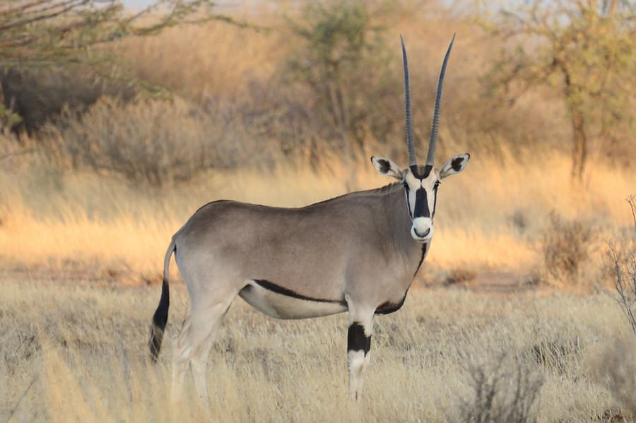 3-Day Rift Valley Wonders & Safari Thrills to Awash NP