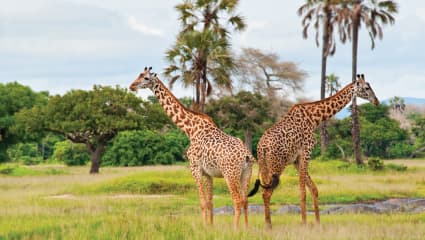 2-Day Tarangire & Ngorongoro Safari Experience