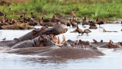 2-Day Journey Through Tarangire & Ngorongoro Crater from Zanzibar
