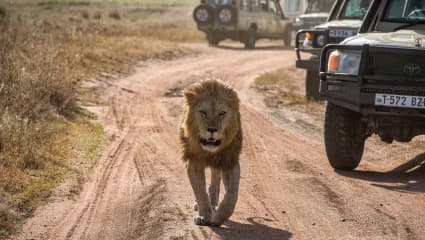 3-Day Northern Circuit Safari Best Safari