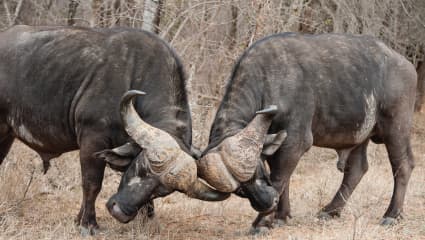 3-Day Wild Safari Tarangire, Ngorongoro & Lake Manyara