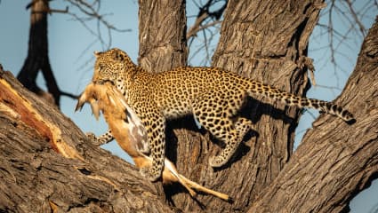 4-Day Unforgettable Safari Experience