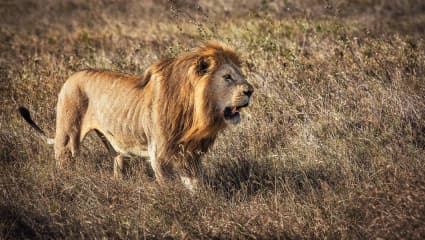 4-Day Exploring Tarangire, Serengeti and Ngorongoro