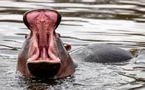 4-Day Private Fly in from Beach to Northern Tanzania