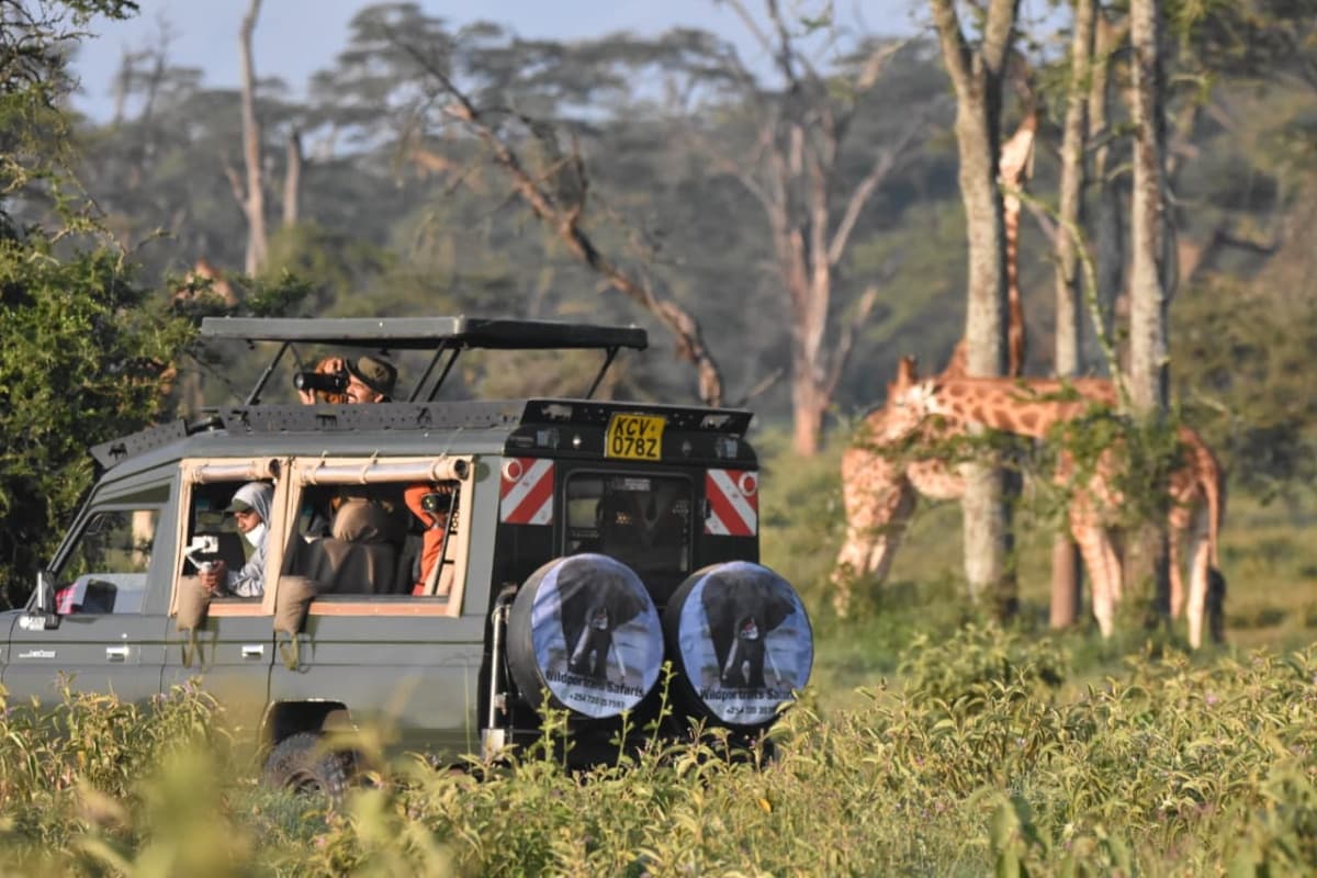 Wild Portraits Safaris