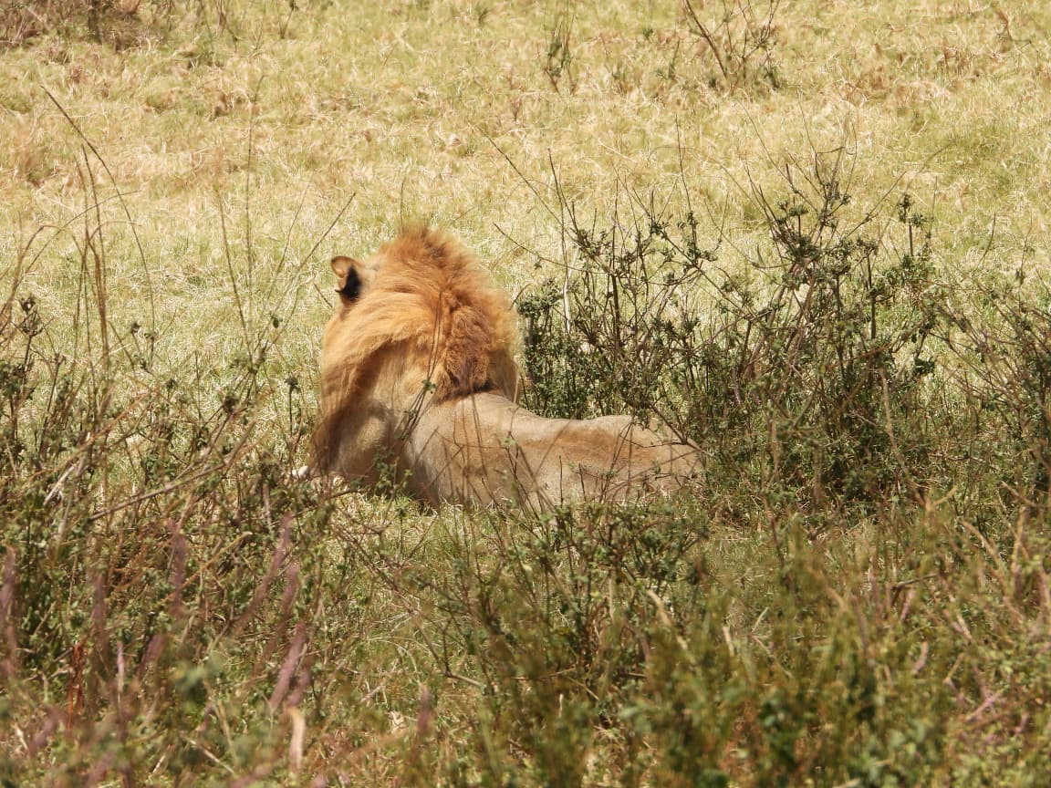 7-Day Masai Mara, Lake Nakuru, Lake Naivasha & Amboseli National Hotel