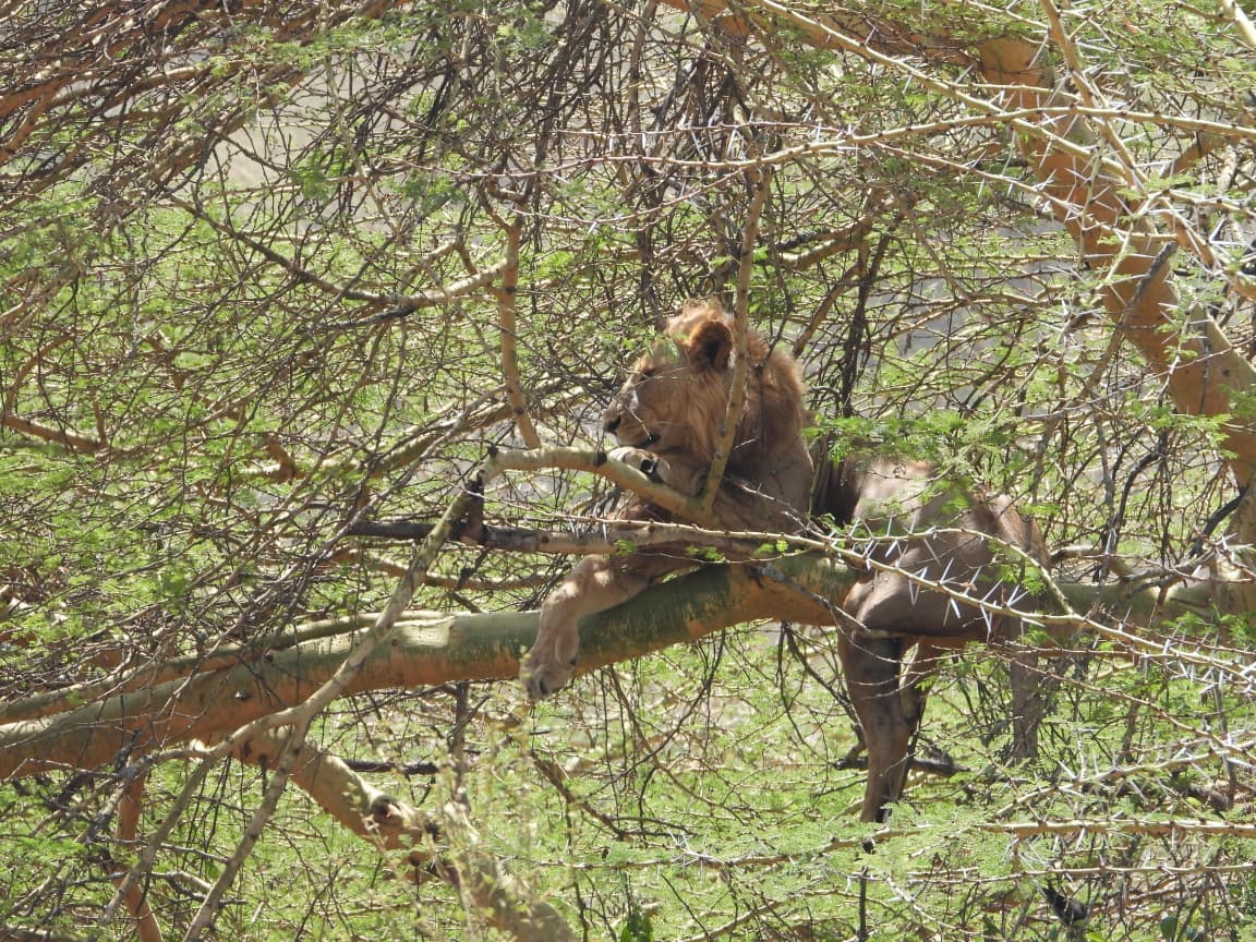 4-Day Masai Mara & Lake Nakuru National Park