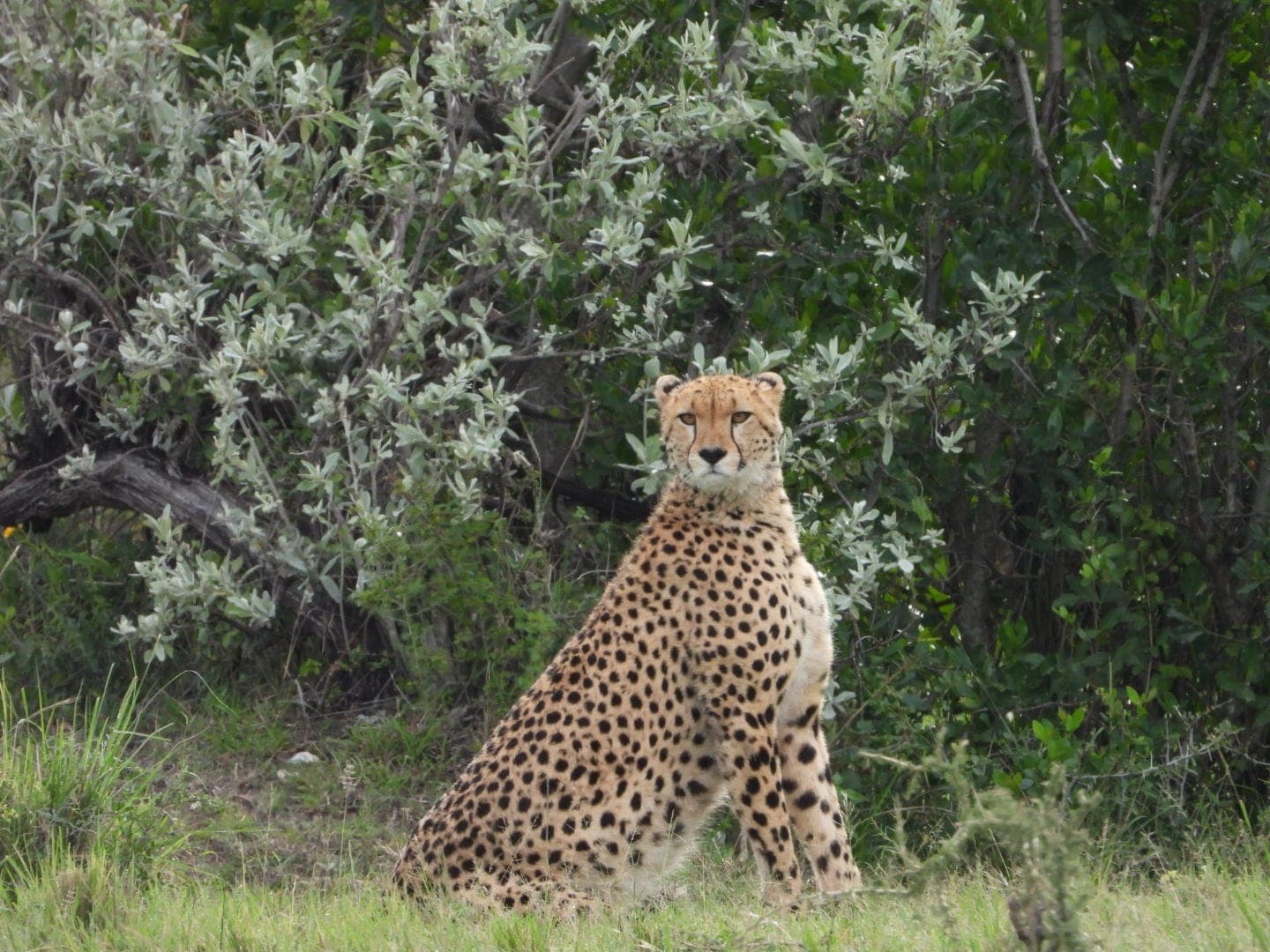 5-Day Masai Mara, Lake Nakuru & Lake Naivasha