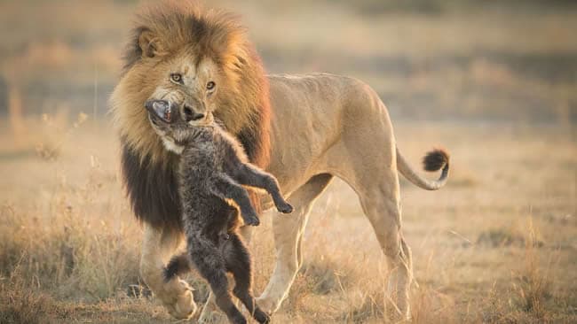 5-Day Masai Mara, Lake Nakuru & Ol-pejeta conservancy