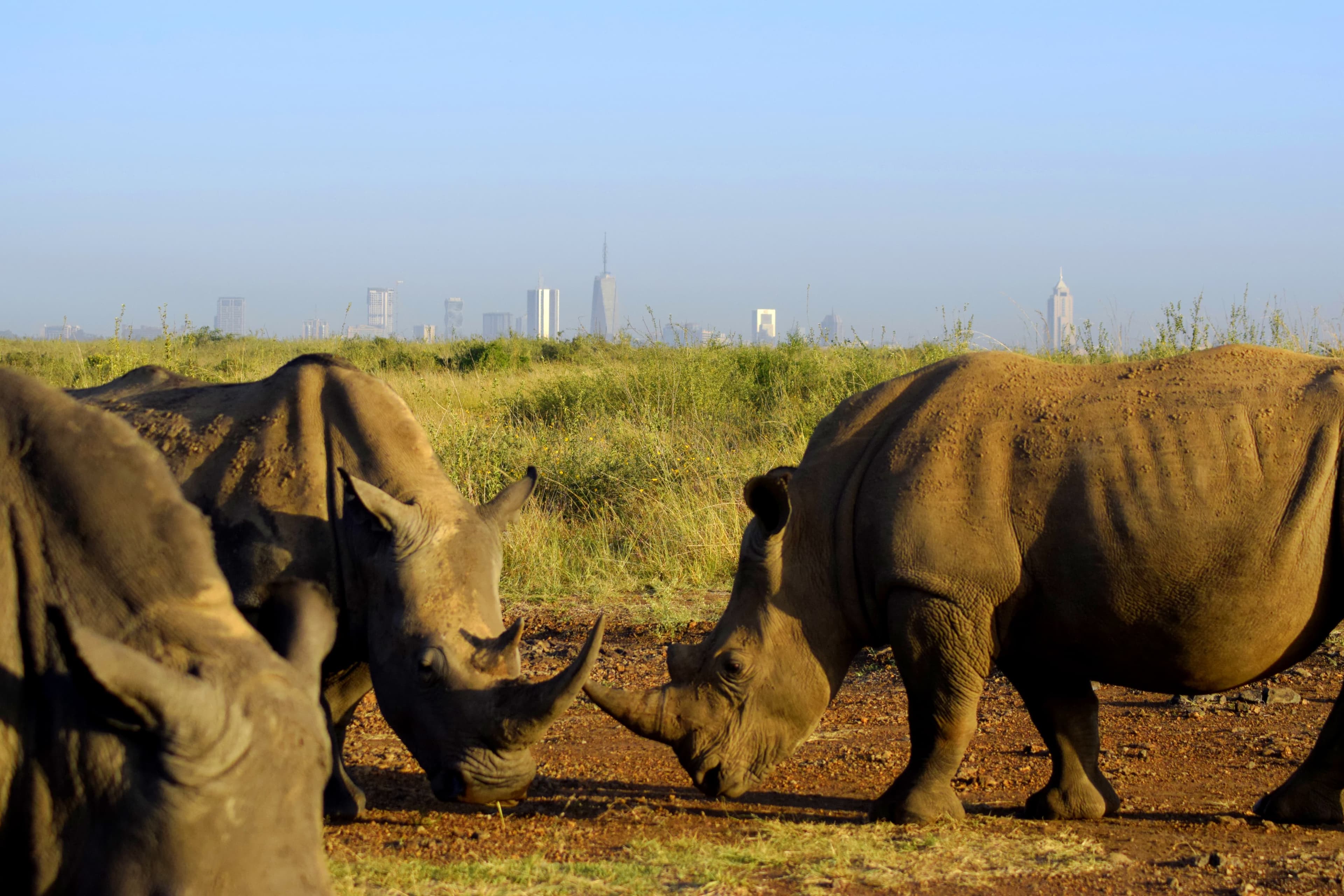 1-Day NAIROBI LAYOVER / TRANSIT TOUR PACKAGES