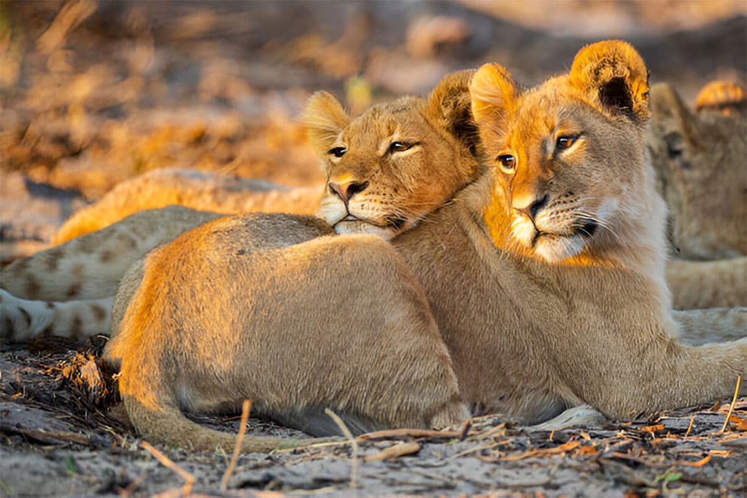 6-Day Ultimate Northern Tanzania Wildlife Safari