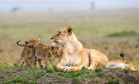 7-Day Masai Mara, Lake Nakuru,Lake Naivasha Tsavo East and Tsavo West National Parks