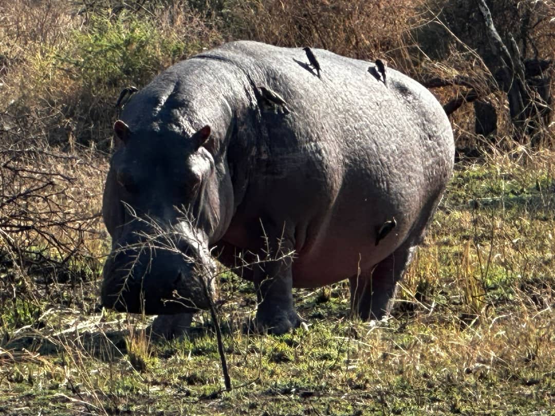 6-Day Epic Safari in Northern Tanzania
