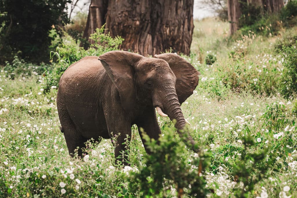 10-Day Best of Tarangire, Serengeti, Crater & Zanzibar