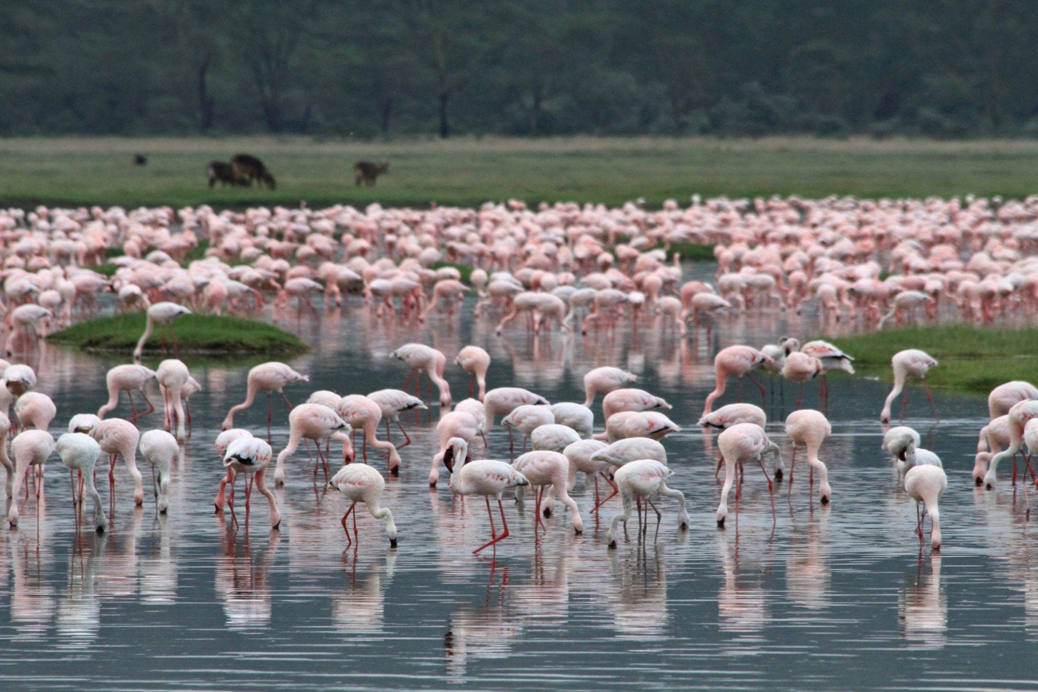 6-Day 6 DAYS / 5 NIGHTS – MARA + NAIVASHA + NAKURU
