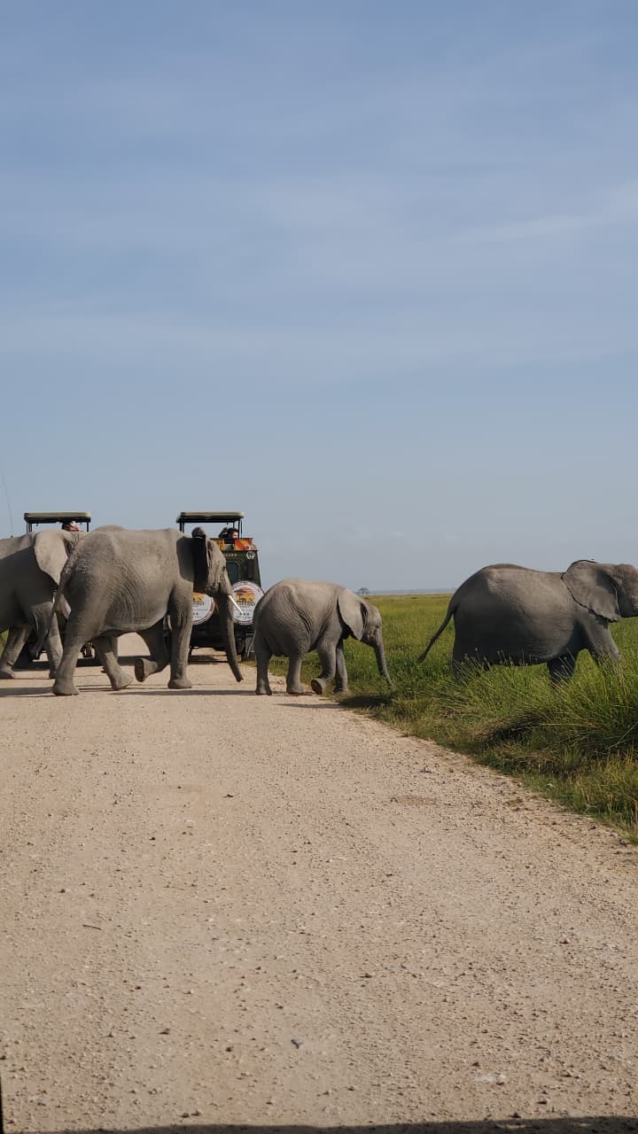 6-Day Amboseli NP, Tsavo East NP & Diani Budget Safari