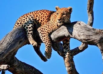 3-Day Classic Masai Mara Safari