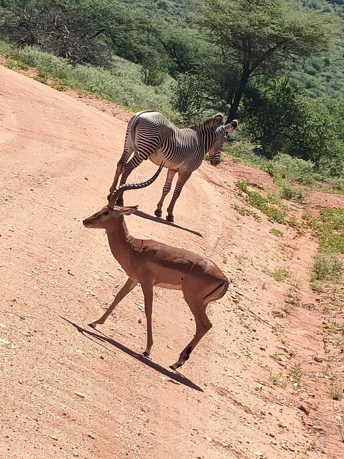 5-Day Northern Legends Luxury Safari – Samburu & Meru NP