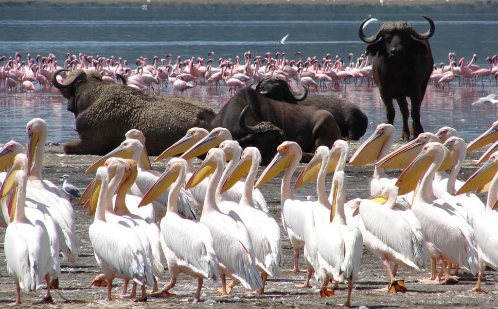 1-Day Hells Gate Safari, Boat Ride & Crescent Island