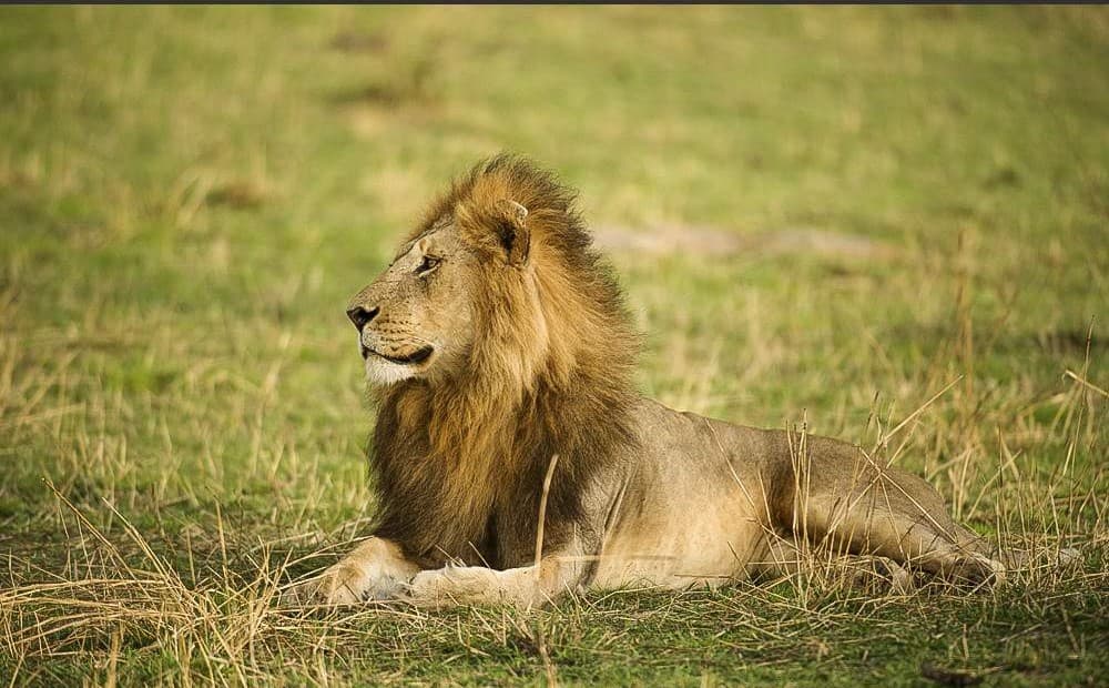 5-Day 5-Day Awesome Tanzania Luxury Wildlife Safari