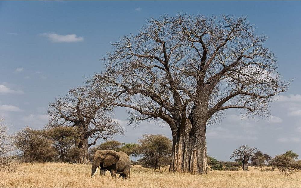 3-Day 3-Day Fly-in from Zanzibar - Tarangire, Crater & Manyara