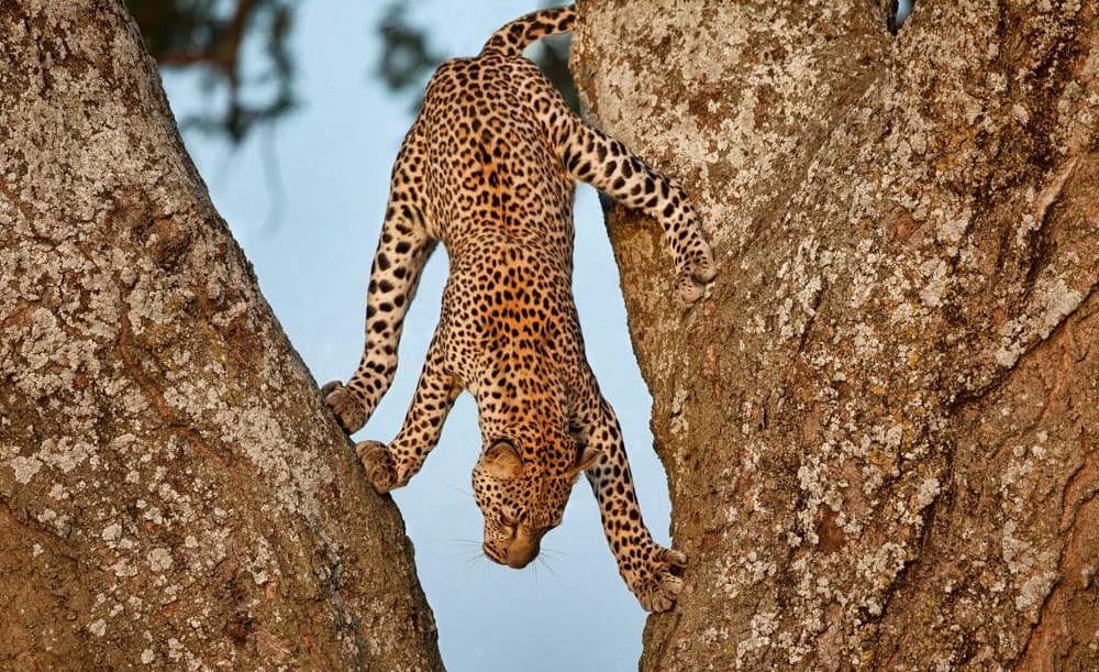 7-Day 7-Day Tanzania Northern Circuit Amazing Luxury Adventure