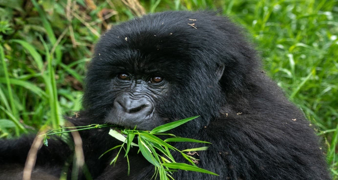 4-Day Rwanda Gorilla Trekking and City Adventure Tour