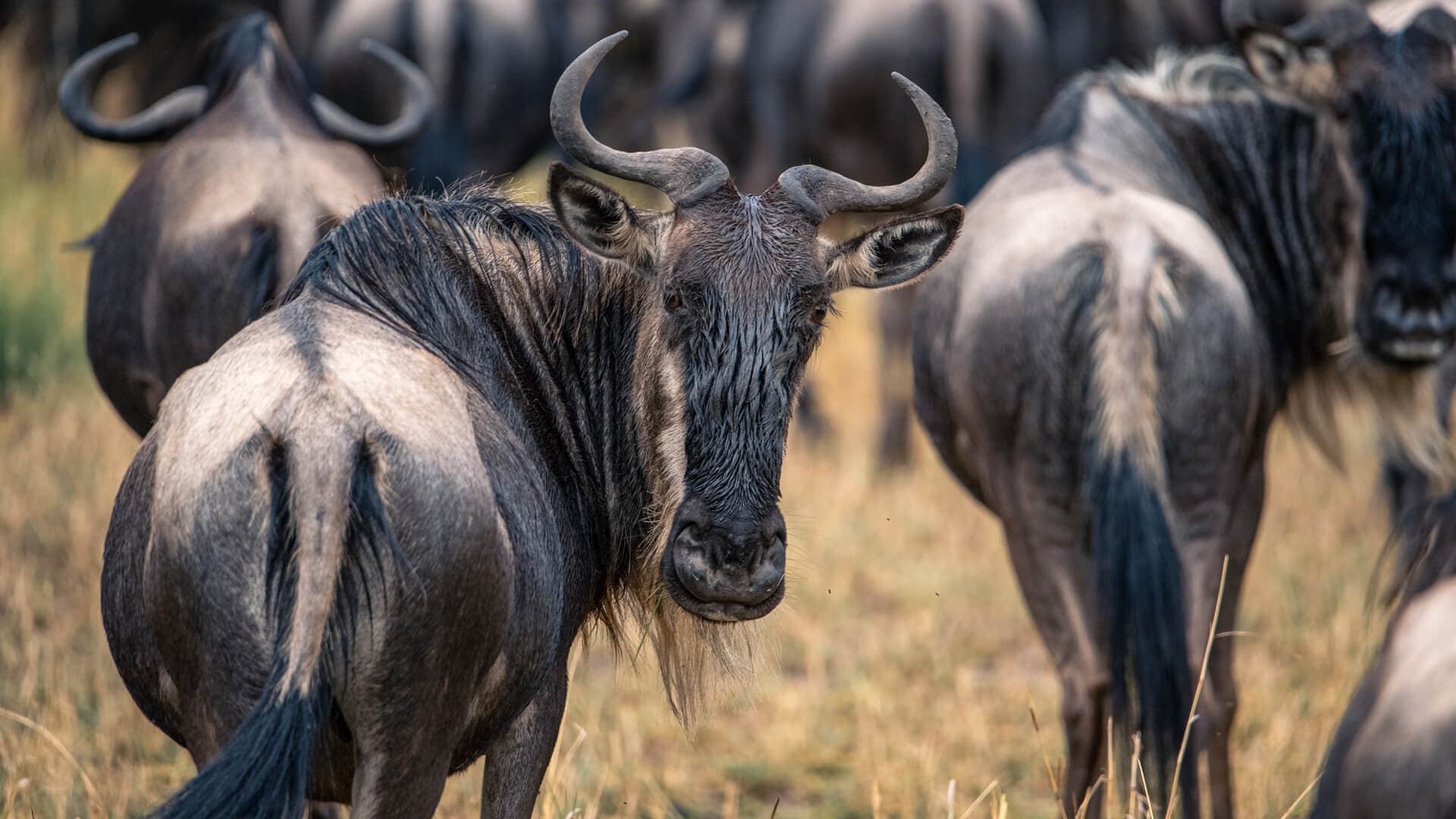 5-Day Great Migration Safari Northern Circuit