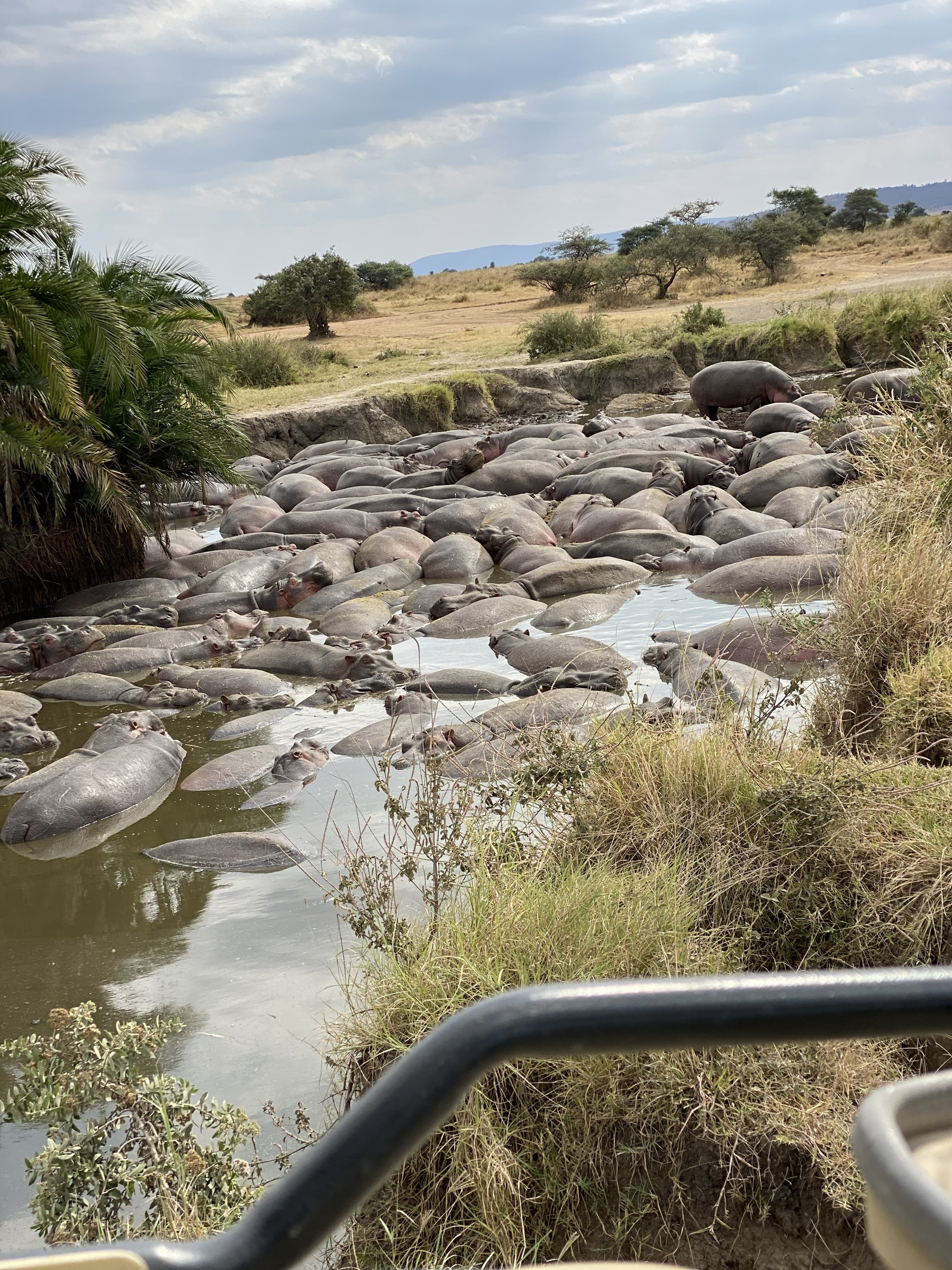 5-Day Serengeti unforgettable