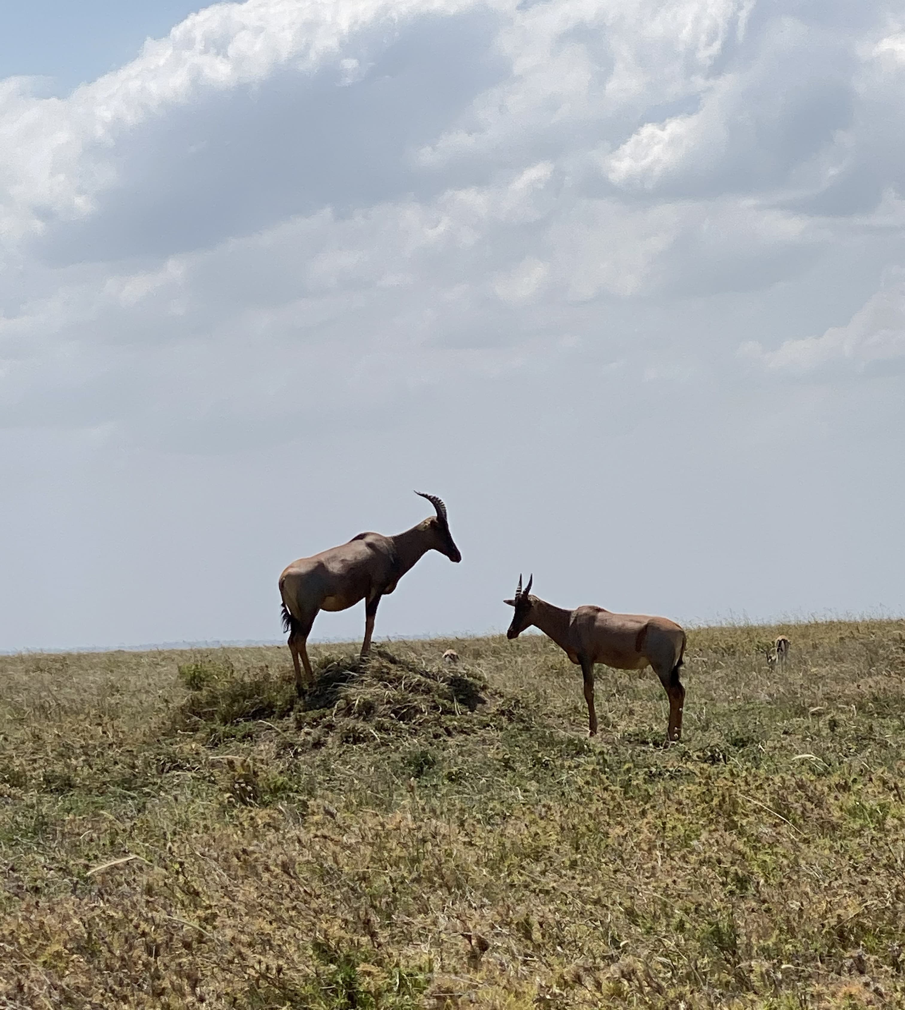3-Day 3-Day TARANGIRE & NGORONGORO