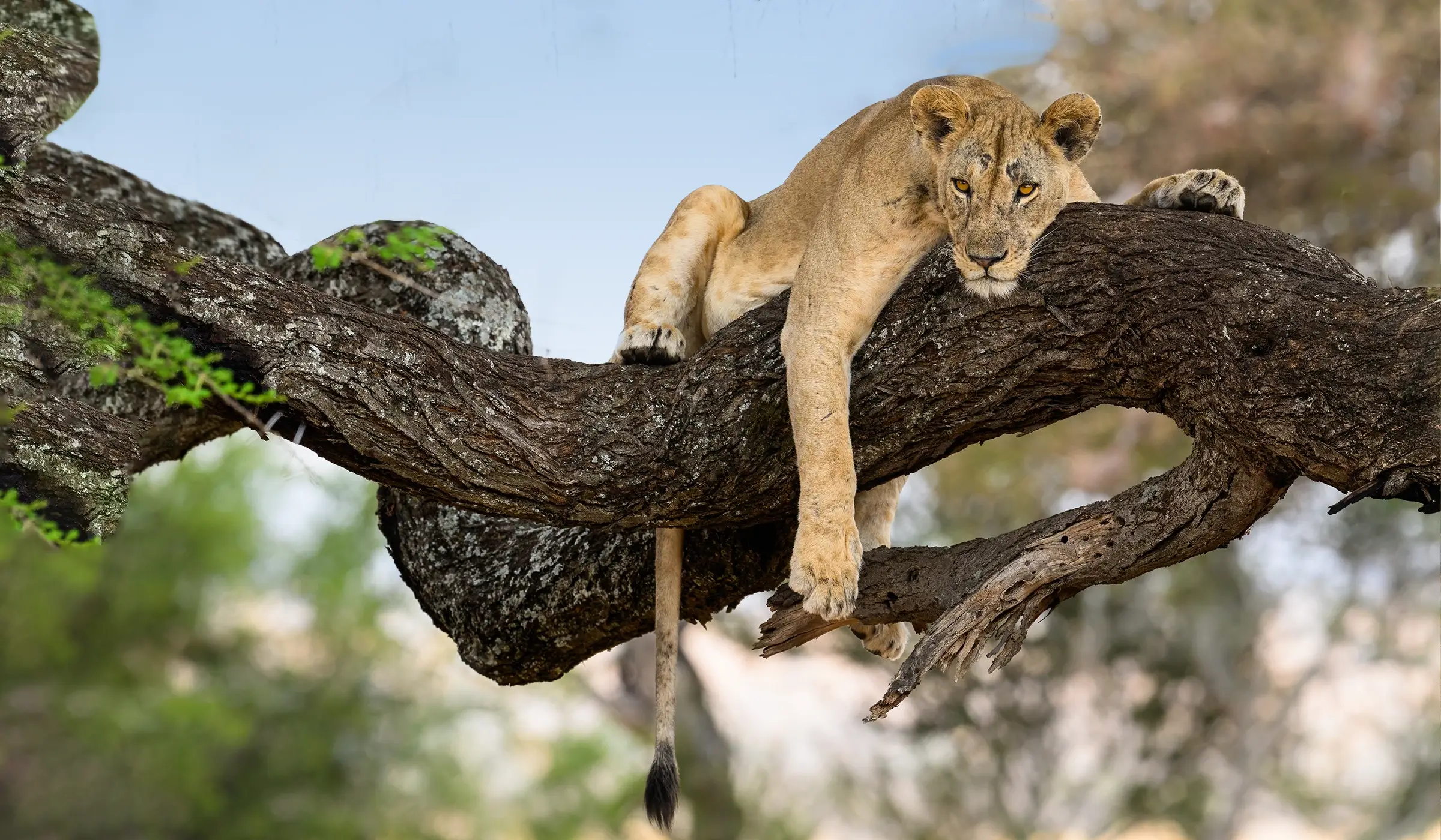 2-Day Ngorongoro Crater and Lake Manyara Safari