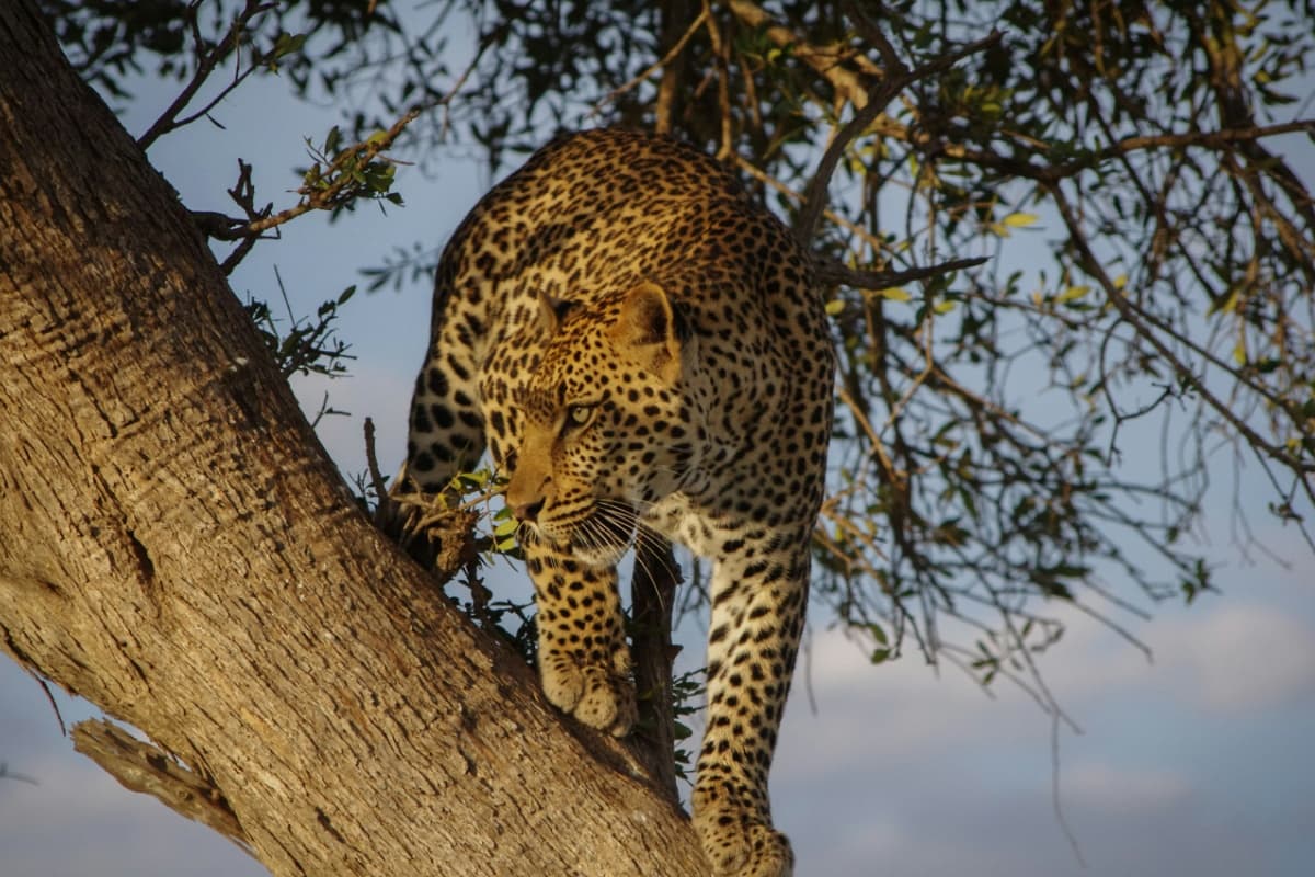 African lantanic safaris