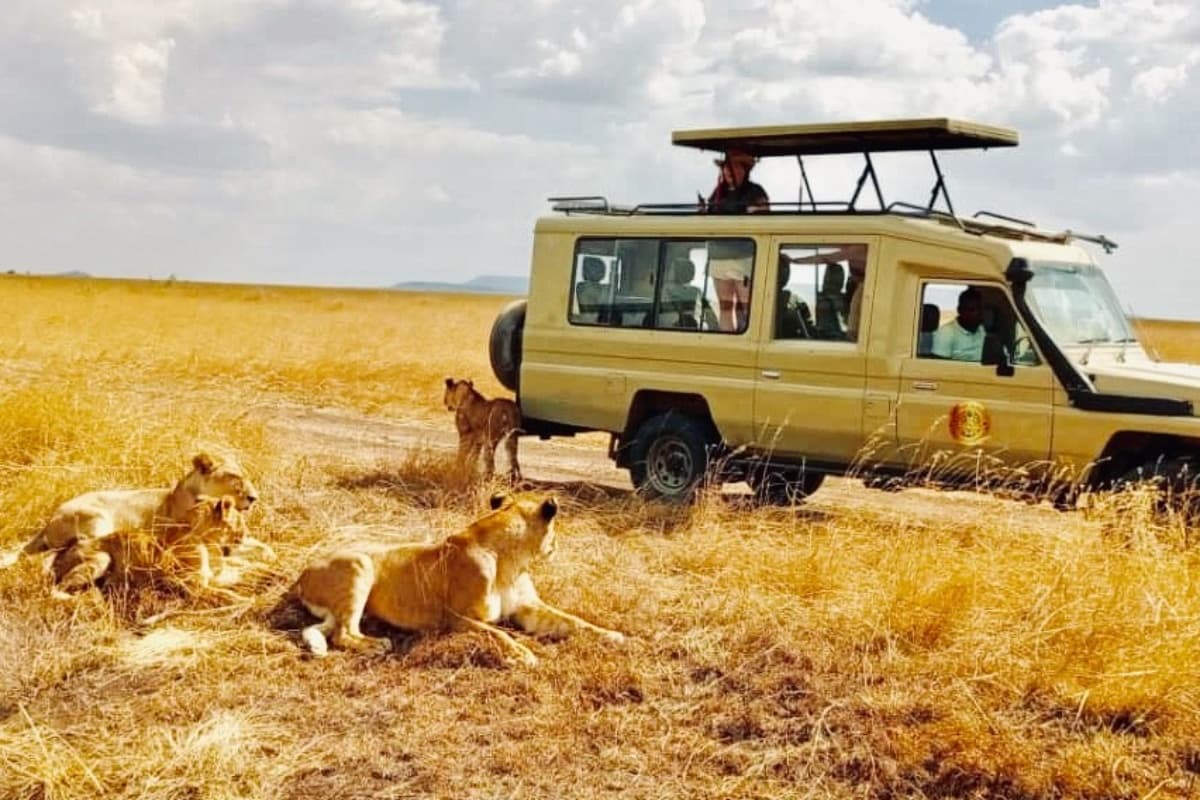 FELINE SAFARIS TANZANIA