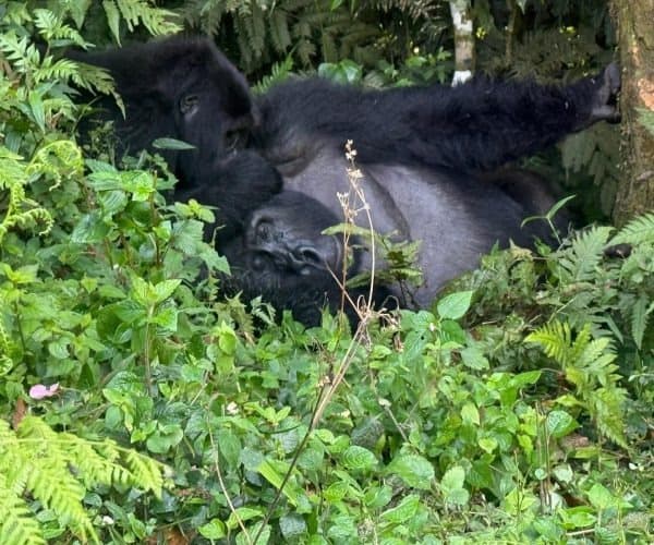 3-Day Thrilling Gorilla Trekking In Bwindi
