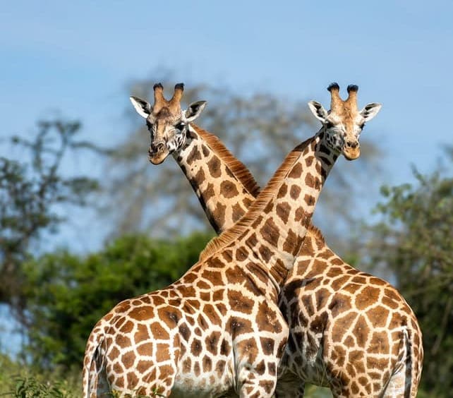 7-Day Safari Adventure with Kilimanjaro Trekking