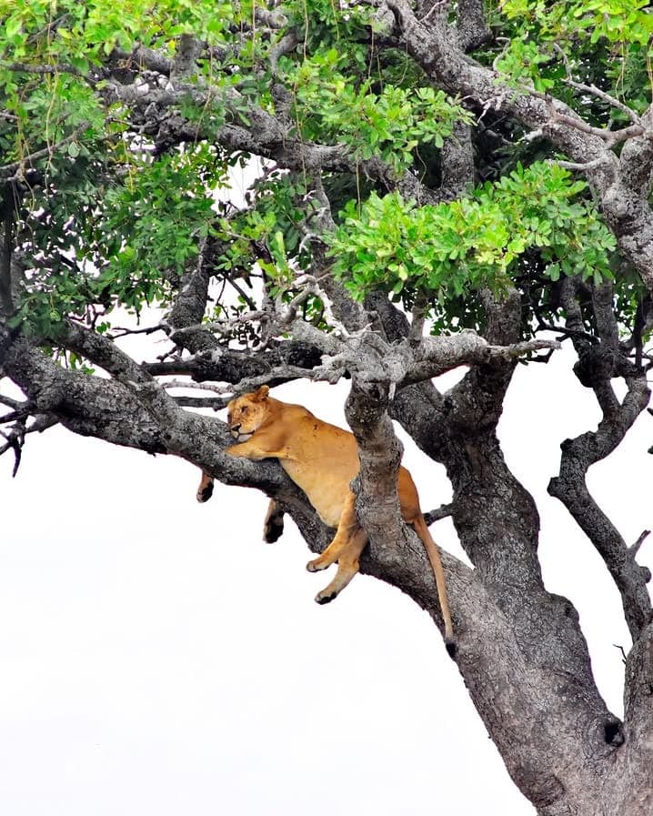 5-Day Tanzania Midrange Safari