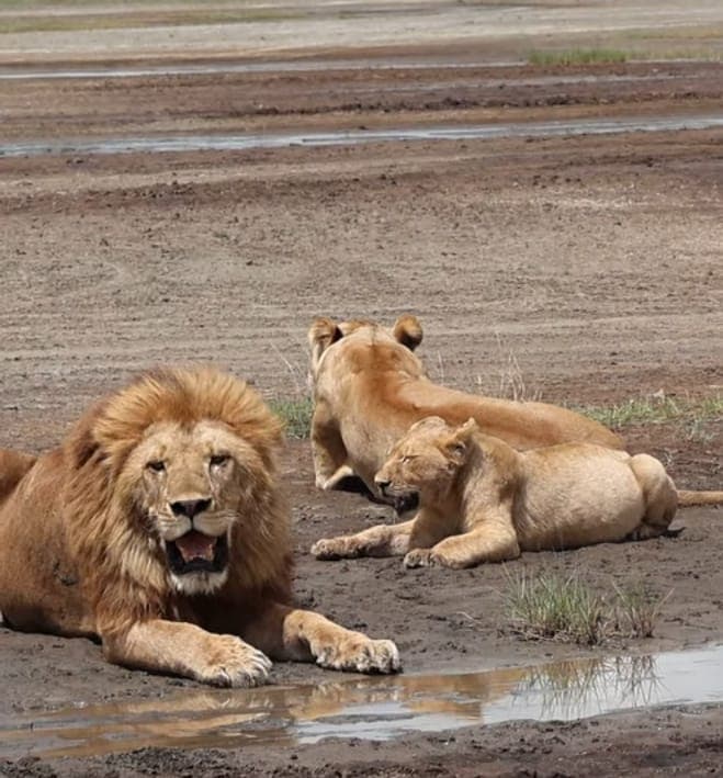 5-Day Unforgettable Northern Circuit Safari
