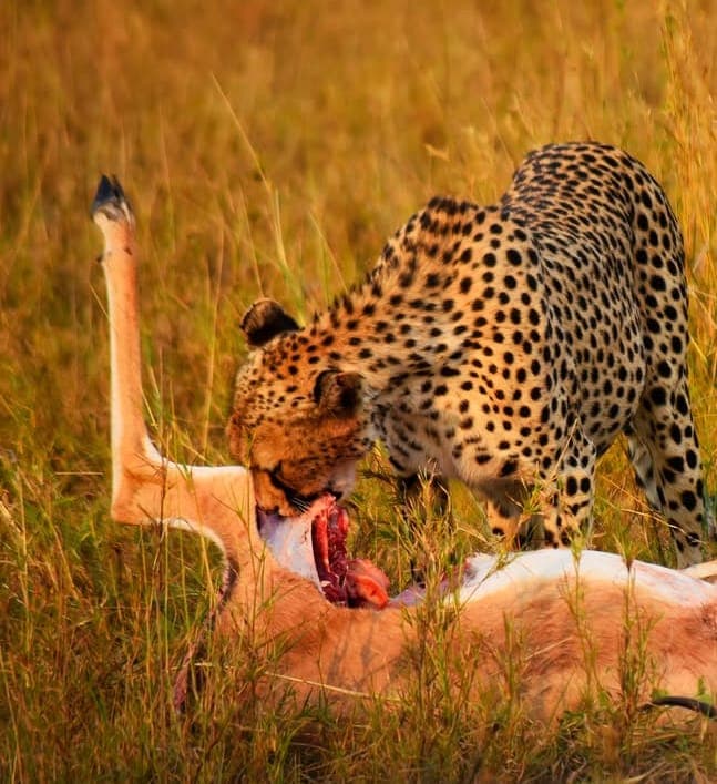 7-Day Tanzania Classic Safari & Nature Experience