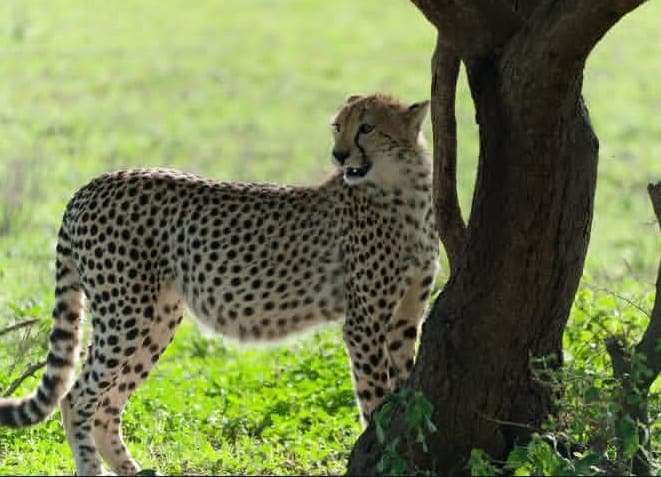 7-Day Tanzania Wildlife Adventure