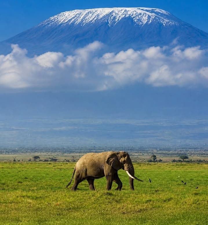 6-Day Safari Adventure Across Tanzania Iconic Park