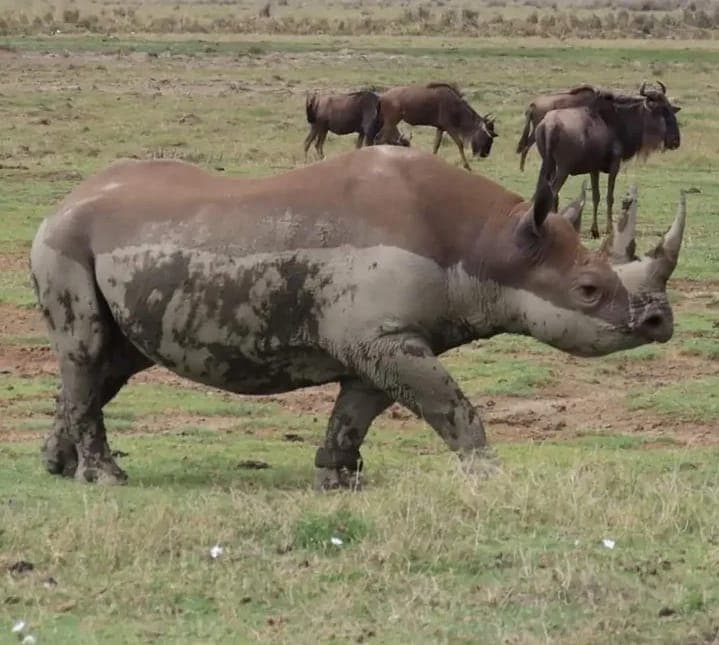 5-Day Unforgettable Northern Circuit Safari