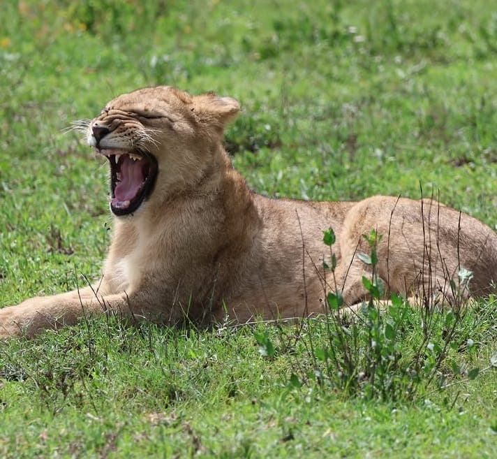 6-Day Northern Tanzania Safari – Serengeti, Ngorongoro & Big Five Adventure