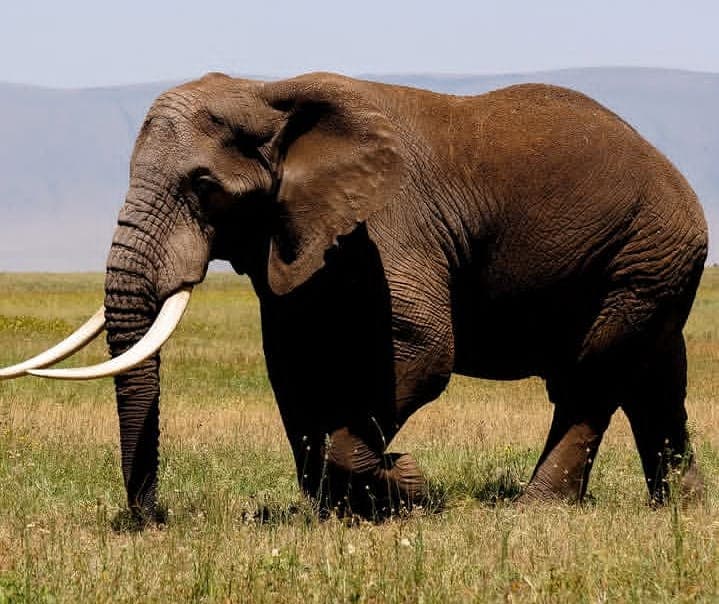 8-Day Northern Circuit Safari Adventure