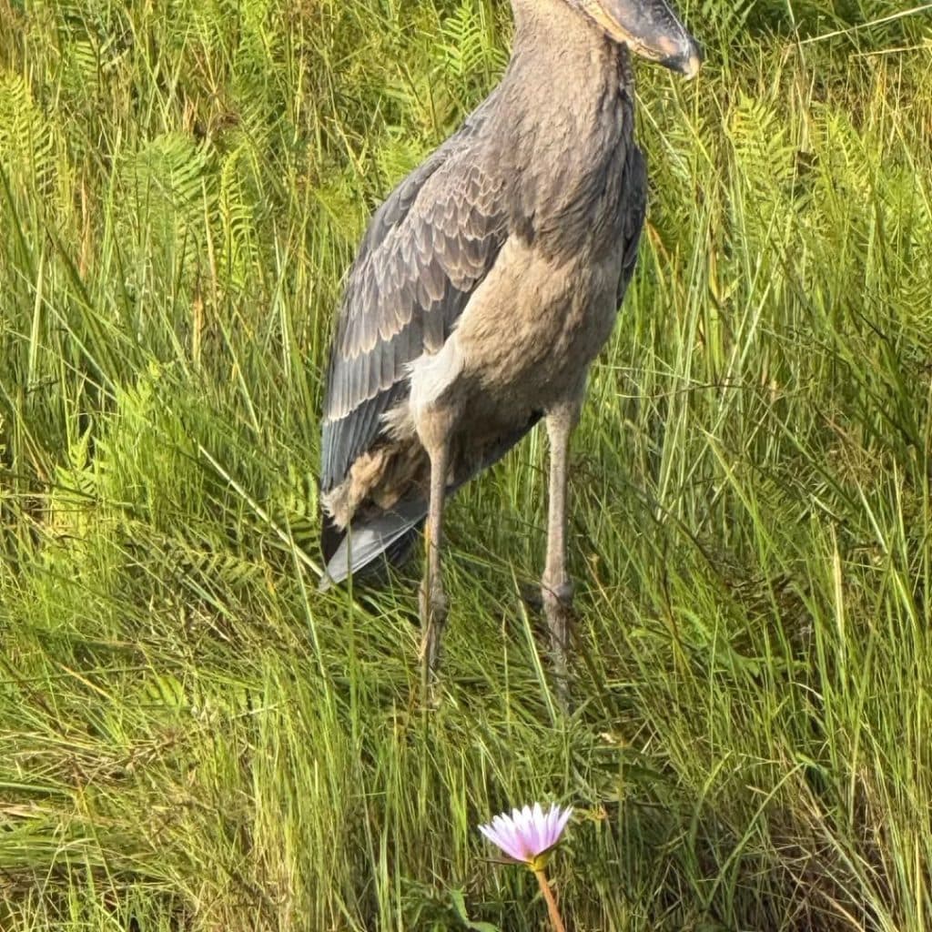 12-Day Shoebill Watching & Thrilling Safari Vacation