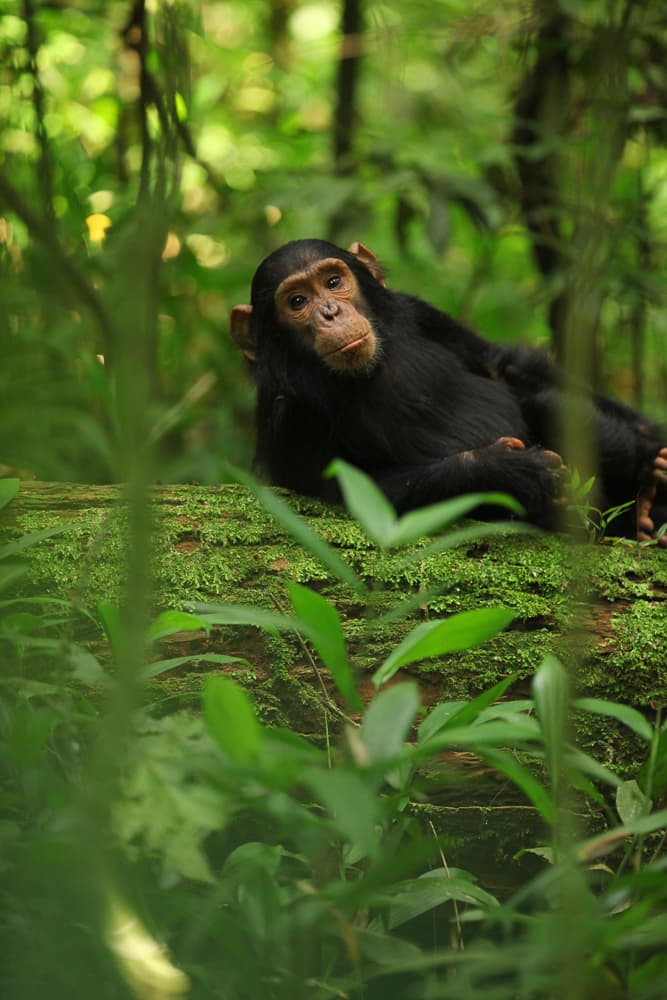 12-Day Rwanda-Uganda Gorillas & Wildlife Safari