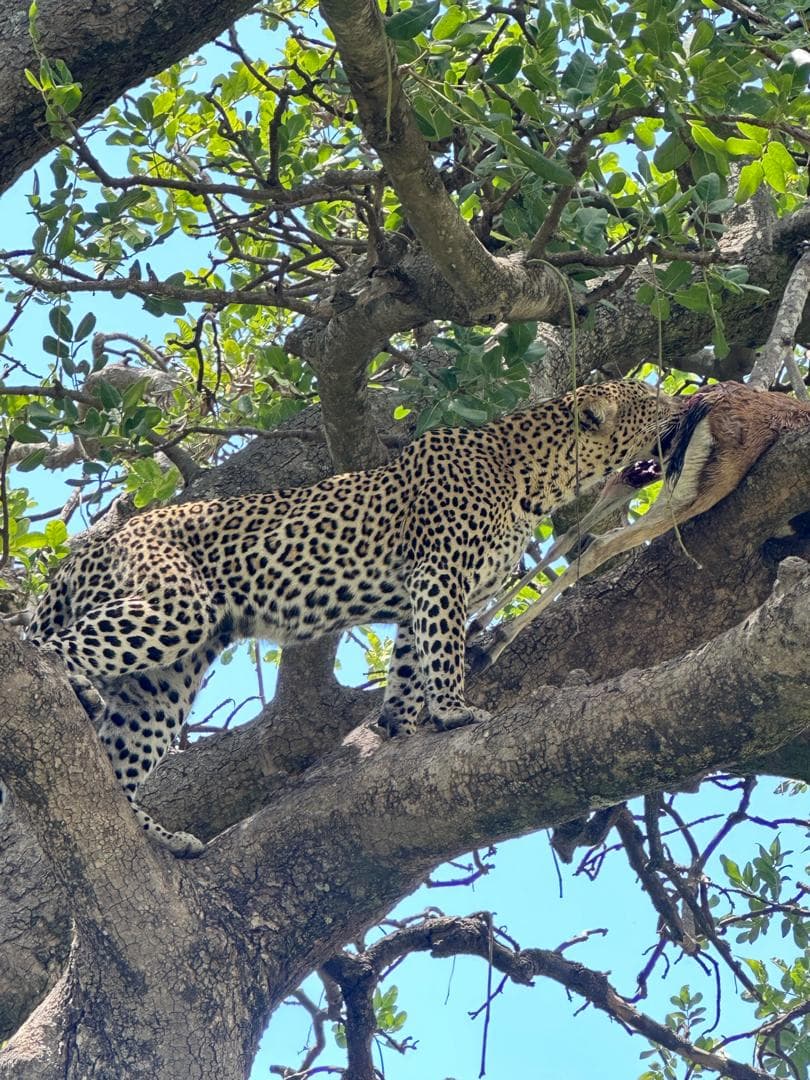 3-Day 3-Day TARANGIRE & NGORONGORO