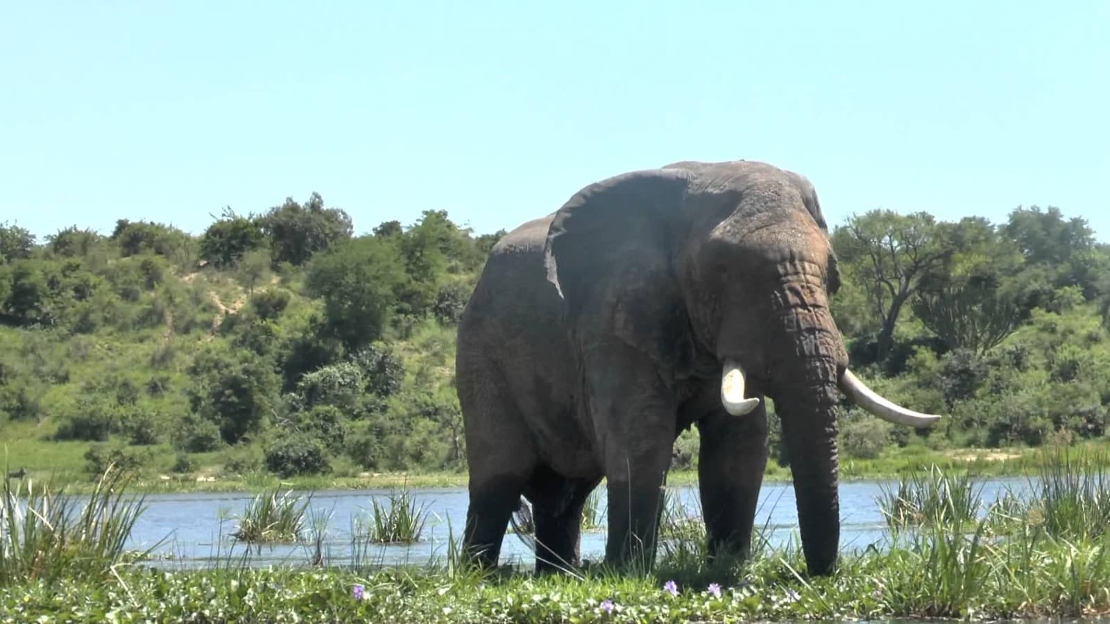 5-Day Shoebill & Murchison Falls Thrilling Tour