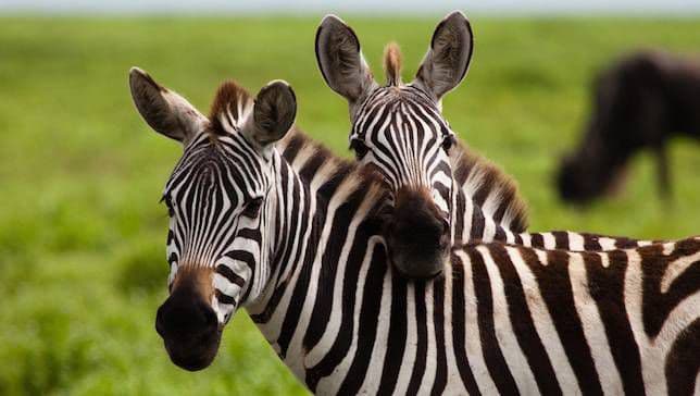 13-Day Tour Of Uganda's Top Tourist Attractions
