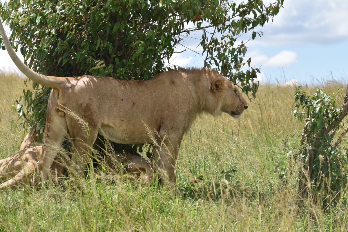 Avant Africa Safaris