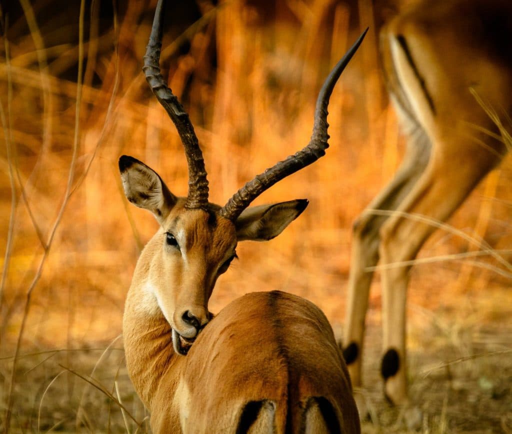 3-Day Pian Upe Game Reserve Thrilling Safari